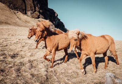 白天在落基山脉附近有三匹棕褐色的跑马